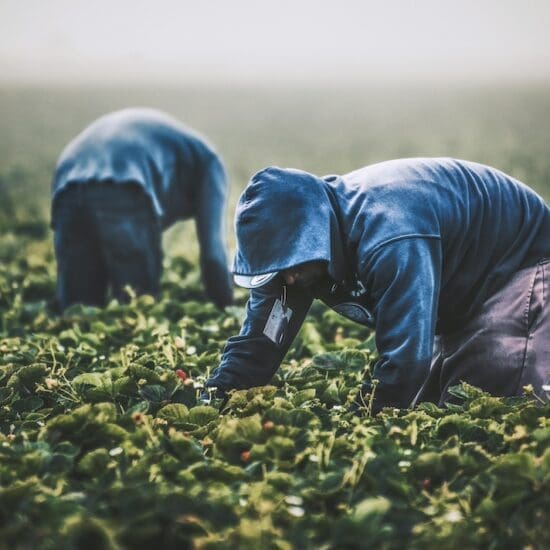 Farm workers picking strawberries in California