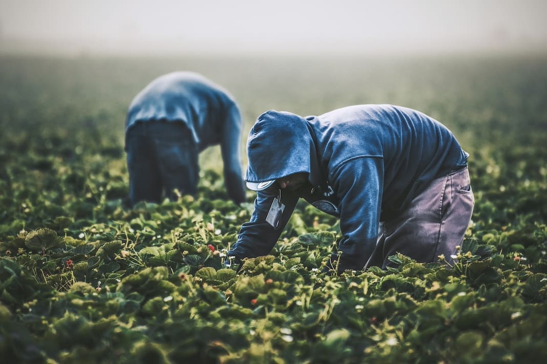 Farm workers picking strawberries in California